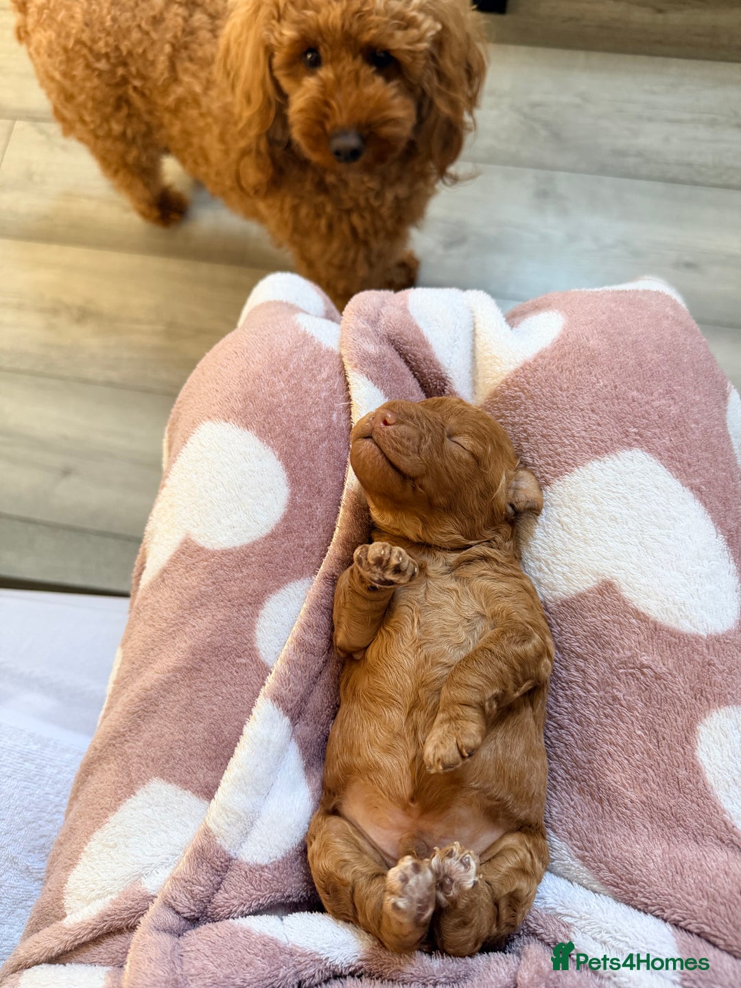 Miniature Poodle dogs for sale: Kc reg mini poodle 5 generation pedigree - Advert 10