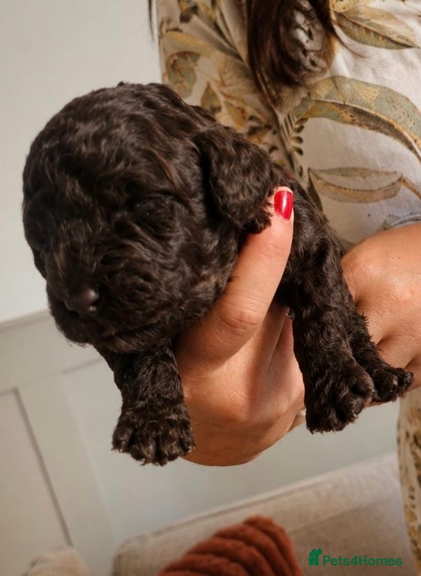Miniature Poodle dogs for sale: Purebred Miniature Poodle Puppies - Advert 2