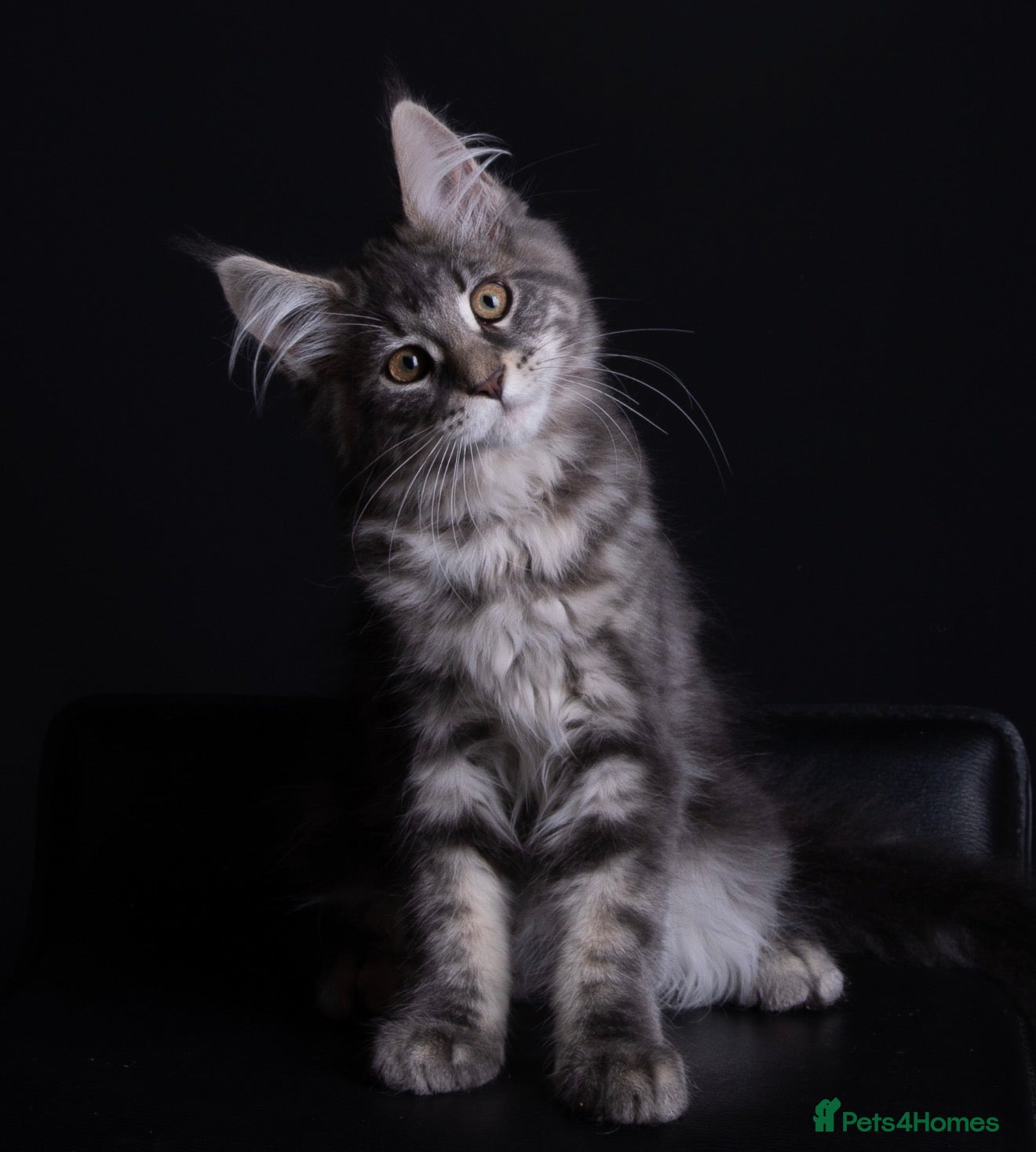 Maine Coon cats Pedigree maine coon kittens - Advert 4