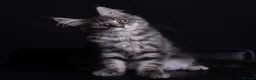 Maine Coon cats for sale: Pedigree maine coon kittens - Advert 1