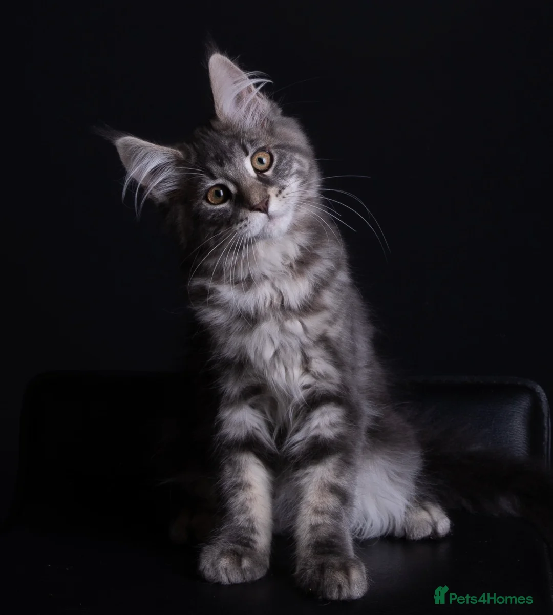 Maine Coon cats for sale: Pedigree maine coon kittens - Advert 1