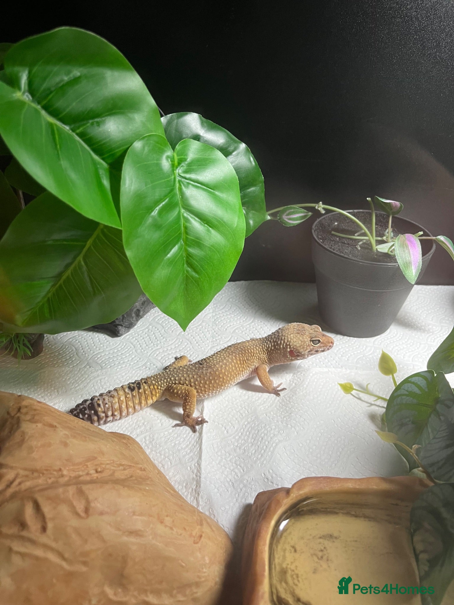 Leopard Gecko reptiles Leopard Gecko for sale - Advert 1
