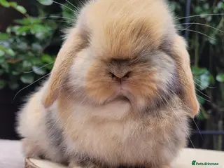 Mini Lop rabbits Available Beautiful Purebred Mini Lop Bunnies - Advert 17