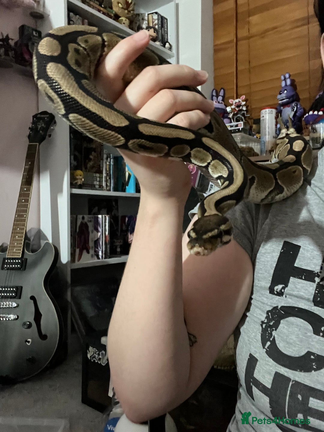Python Snake reptiles for sale: 5 year old female ball python with full set up  - Advert 3