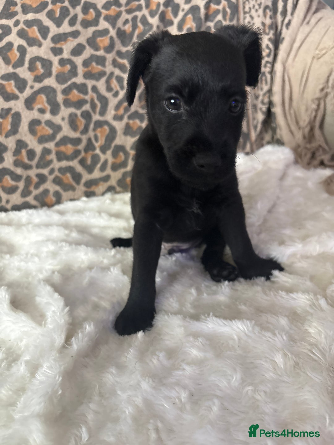 Patterdale Terrier dogs for sale: Patterdale  - Image 9