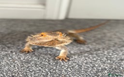 Bearded Dragon reptiles for sale: Bearded dragon  - Advert 4
