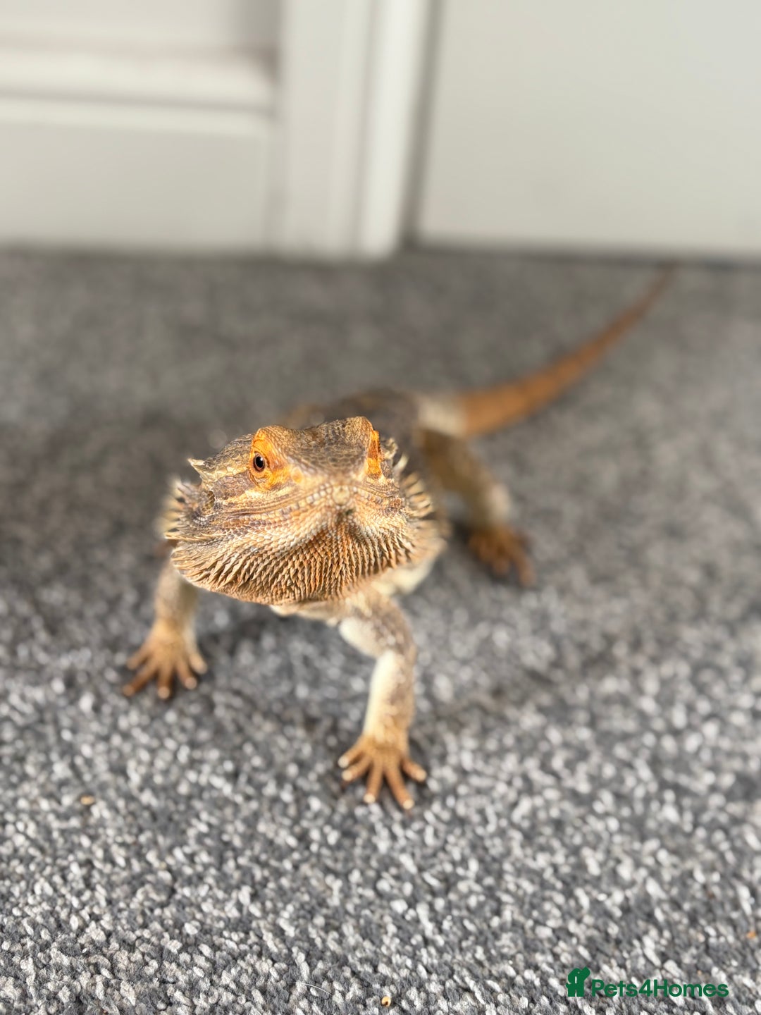 Bearded Dragon reptiles for sale: Bearded dragon  - Advert 4