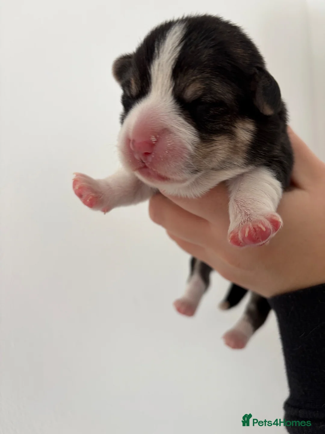 Welsh Corgi Pembroke dogs for sale: Cherished Welsh Pembrokeshire Corgis  in Buckingham - Advert 8