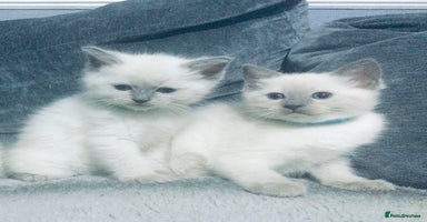 British Shorthair cats - Advert 14