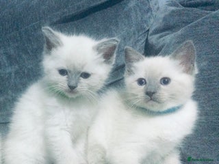 British Shorthair cats - Advert 3