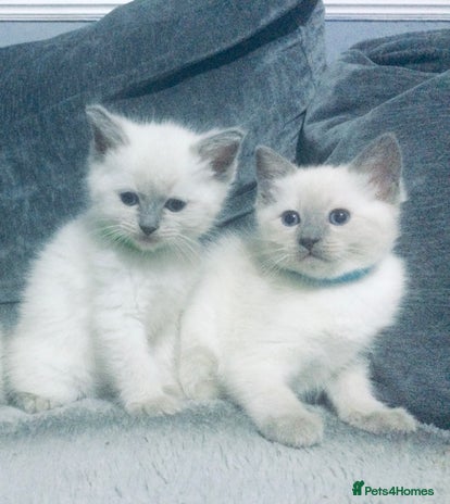 British Shorthair cats - Advert 16