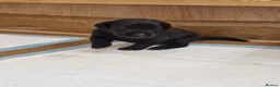 Labrador Retriever dogs for sale: Black Lab Pups INT FT Ch Sire Champion Bloodlines - Advert 32