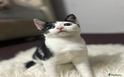 Toyger cats for sale: 4 beautiful Tabby kitties ready for new homes  - Advert 15