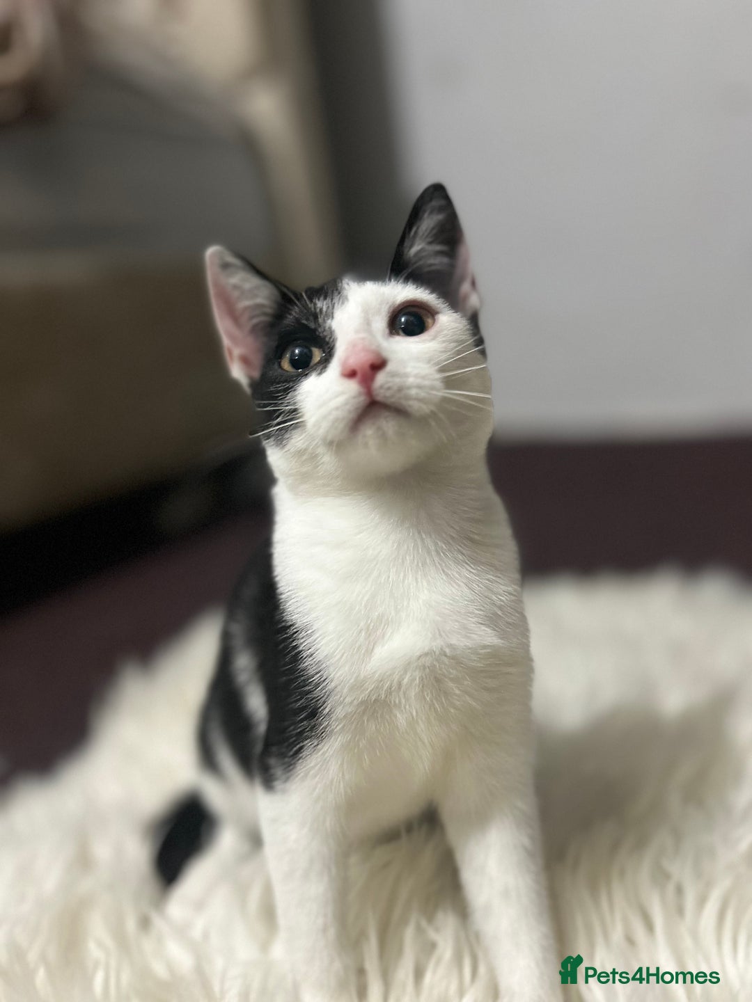 Toyger cats for sale: 4 beautiful Tabby kitties ready for new homes  - Advert 15