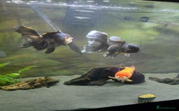 Fancy Goldfish fish for sale: Large oranda goldfish see description  - Image 8
