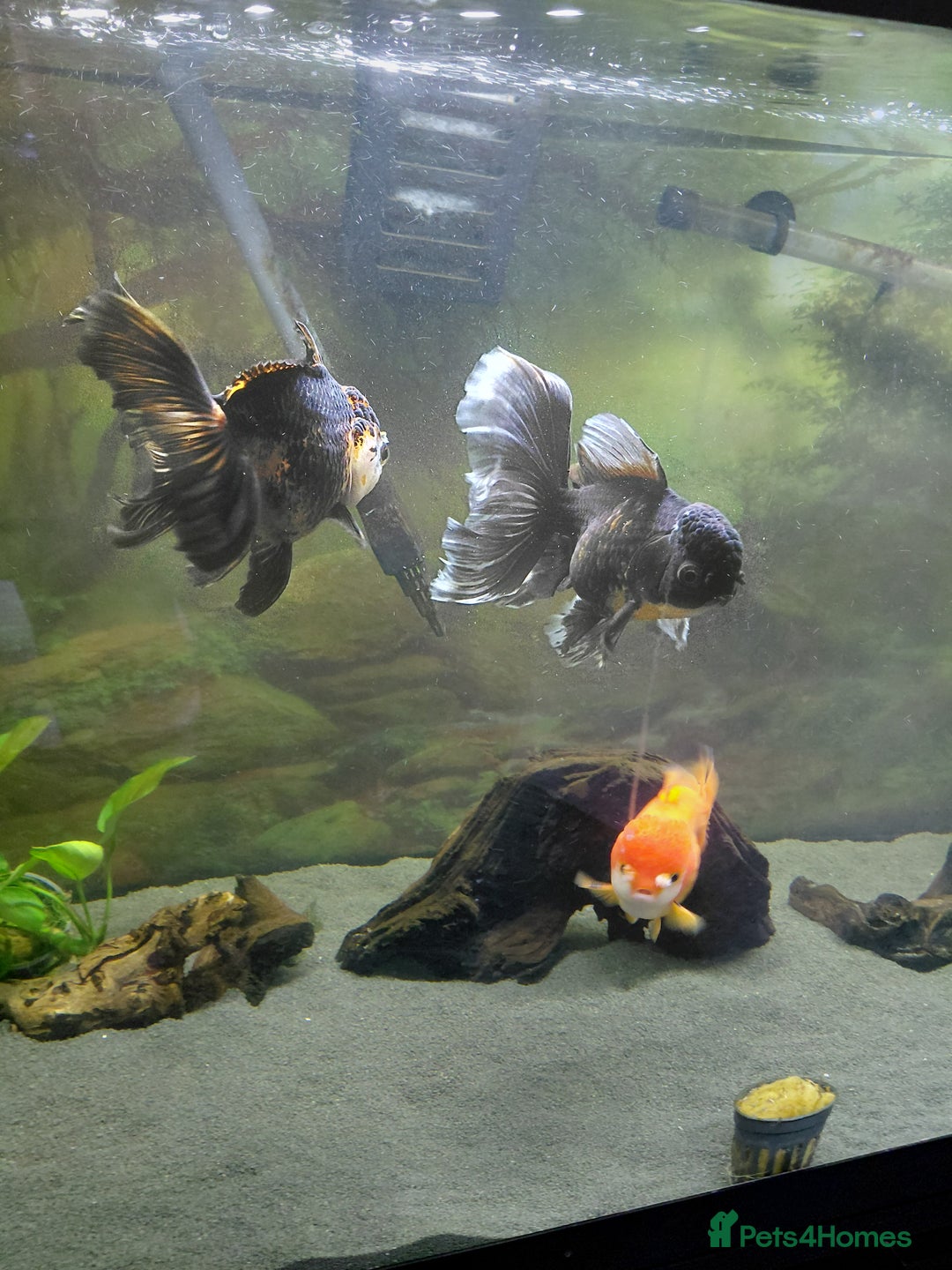 Fancy Goldfish fish for sale: Large oranda goldfish see description  - Image 8