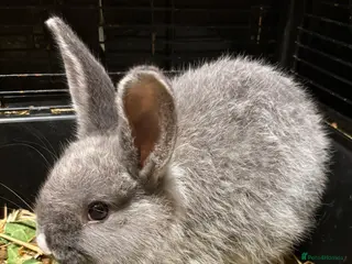 Lionhead rabbits Mini lop babies REDUCED - Advert 1