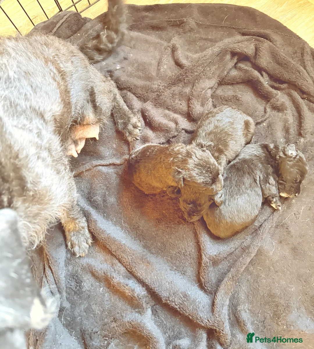 Patterjack dogs for sale: Patterjacks  in Thetford - Advert 5