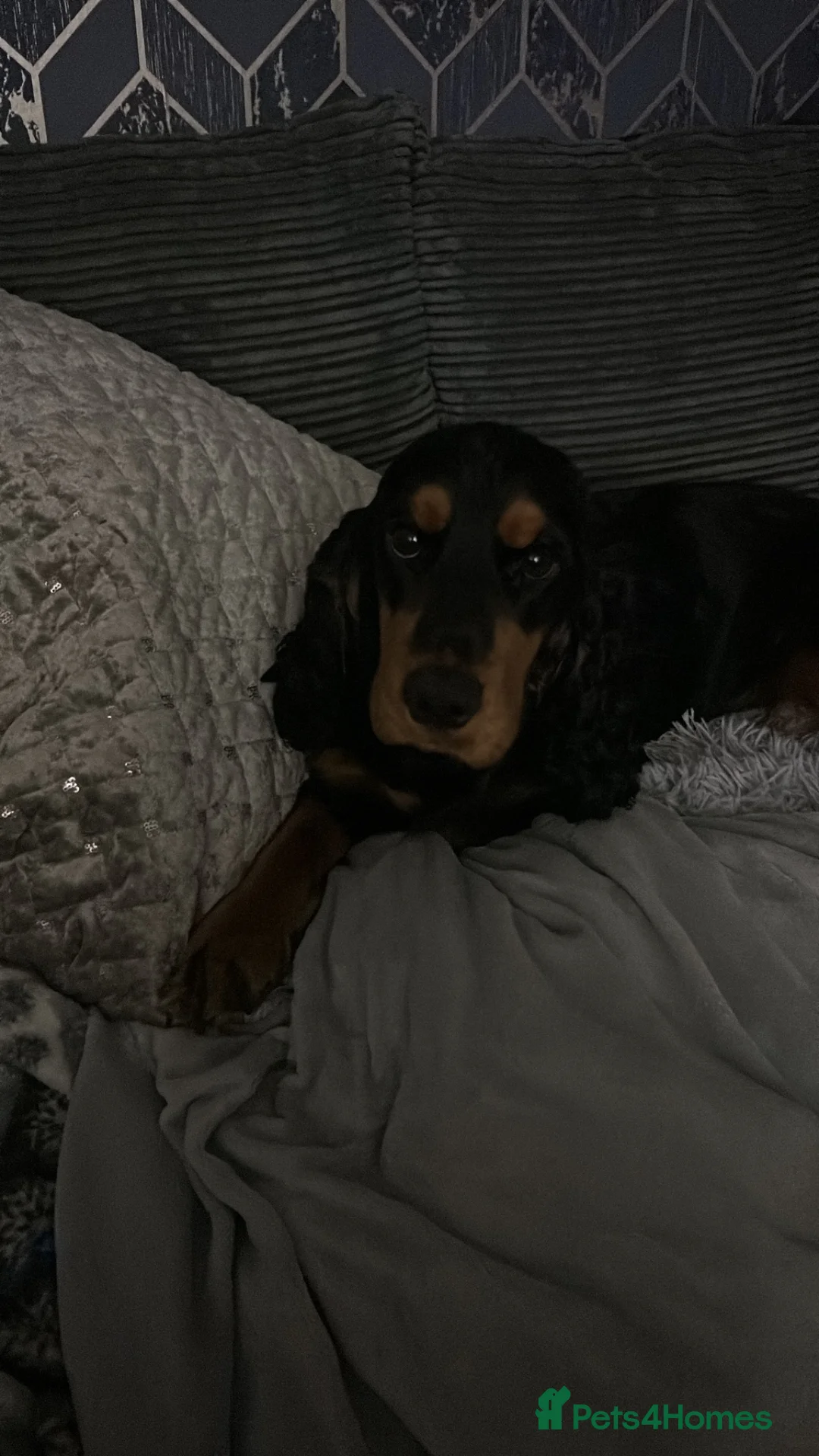 Cocker Spaniel dogs for sale: Meet Lilo looking for her new forever home - Advert 3