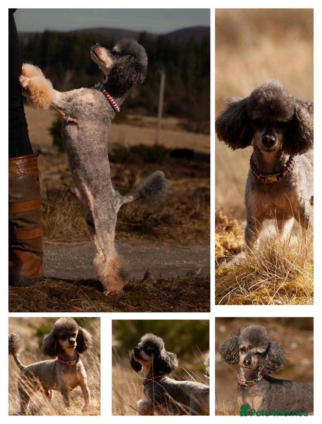 Toy Poodle dogs for stud: Toy poodles for stud - Image 6