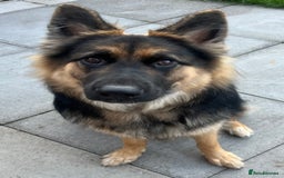 German Shepherd dogs for sale: Beautiful girl - Image 2
