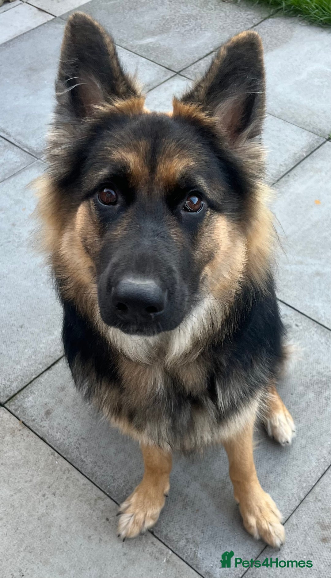 German Shepherd dogs for sale: Beautiful girl - Image 2
