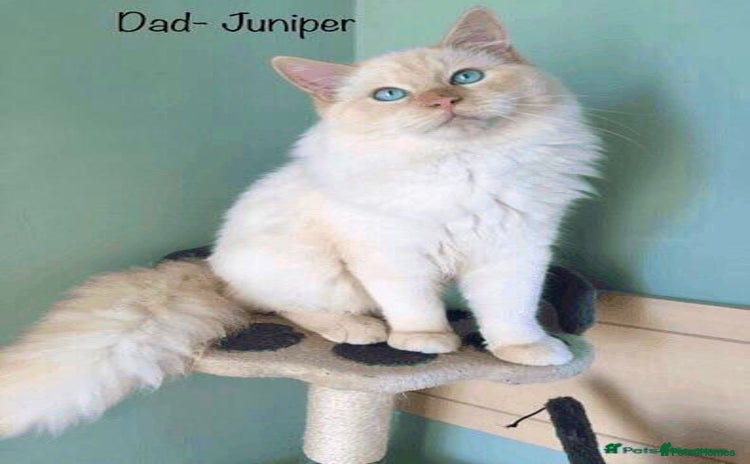Ragdoll cats - Advert 1