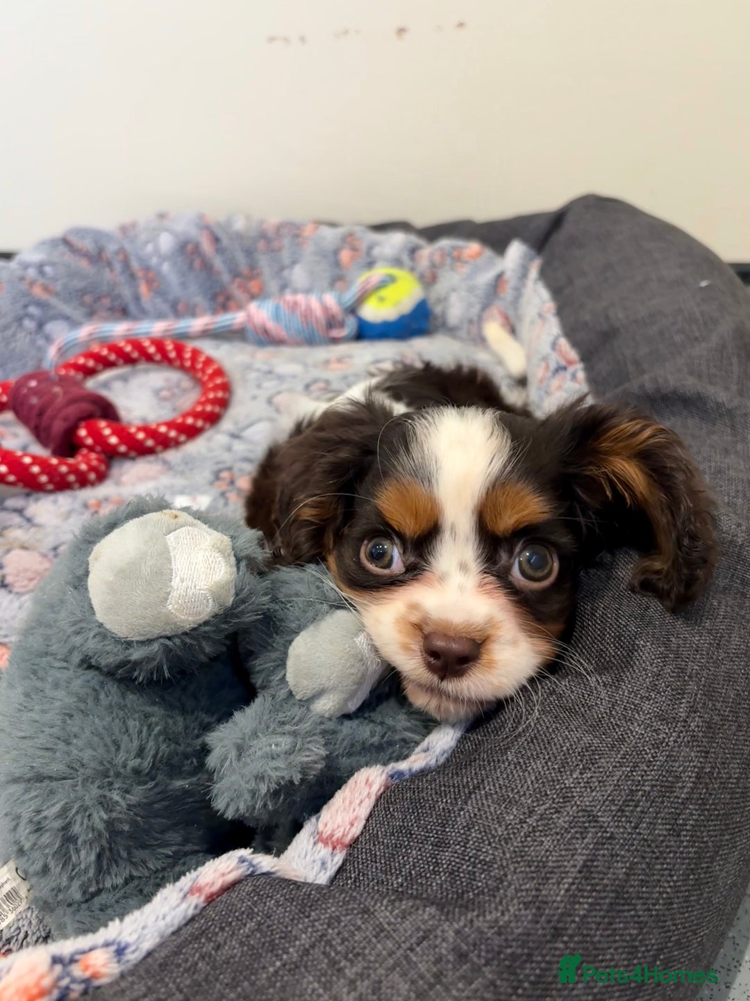 Cavalier King Charles Spaniel dogs for sale: KC TRI BOY LEFT 🍫health tested parents  - Advert 6