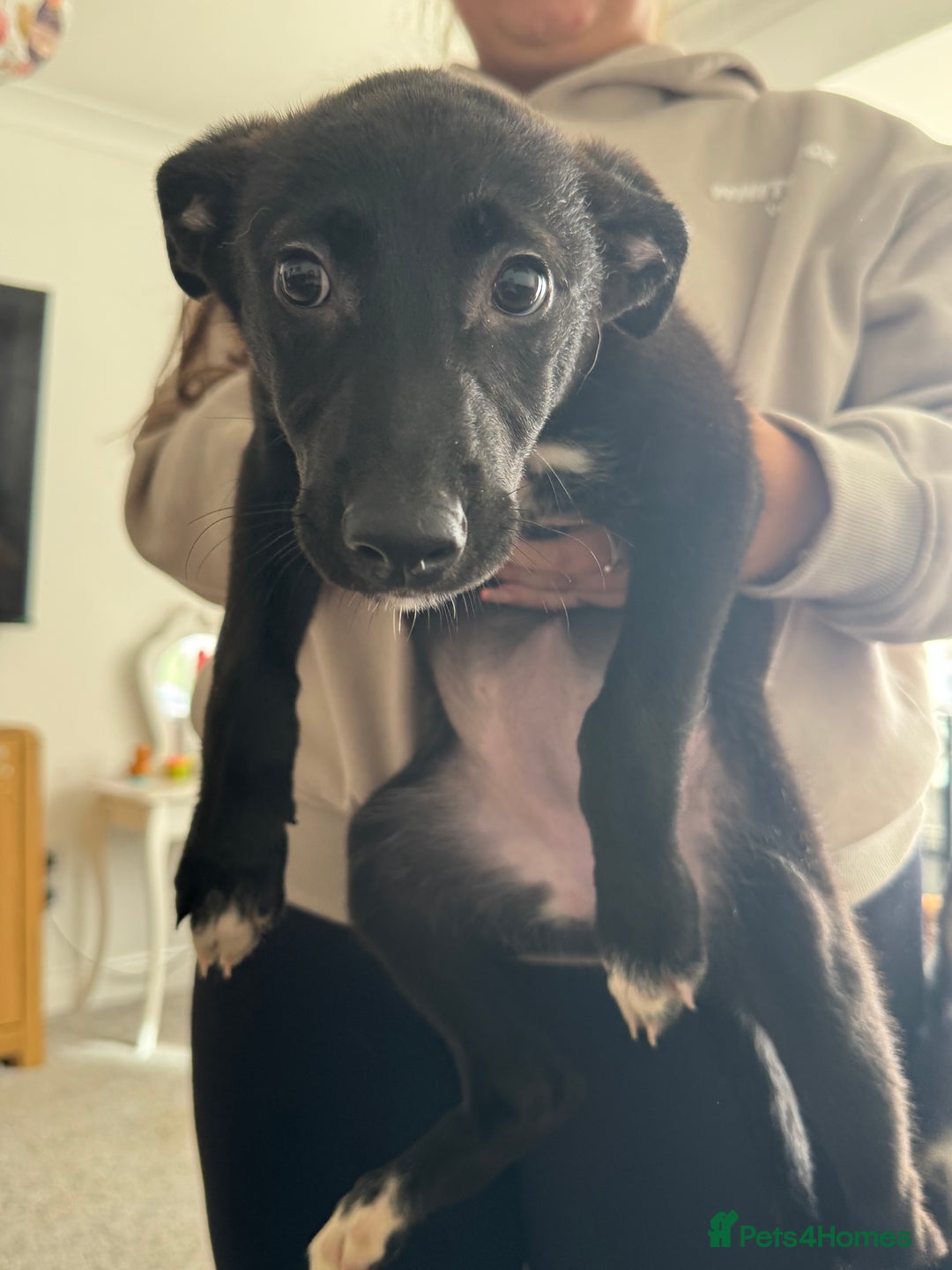 Mixed Breed dogs for sale: Female German Shepard x husky puppies  - Image 6