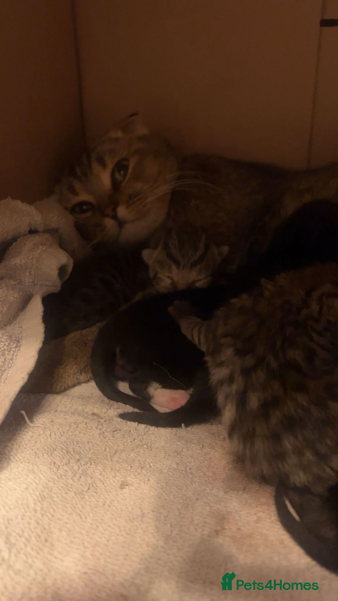 Scottish Fold cats for sale: ✨️5x Scottish Fold/Straight kittens READY TO GO ✨️ - Advert 24