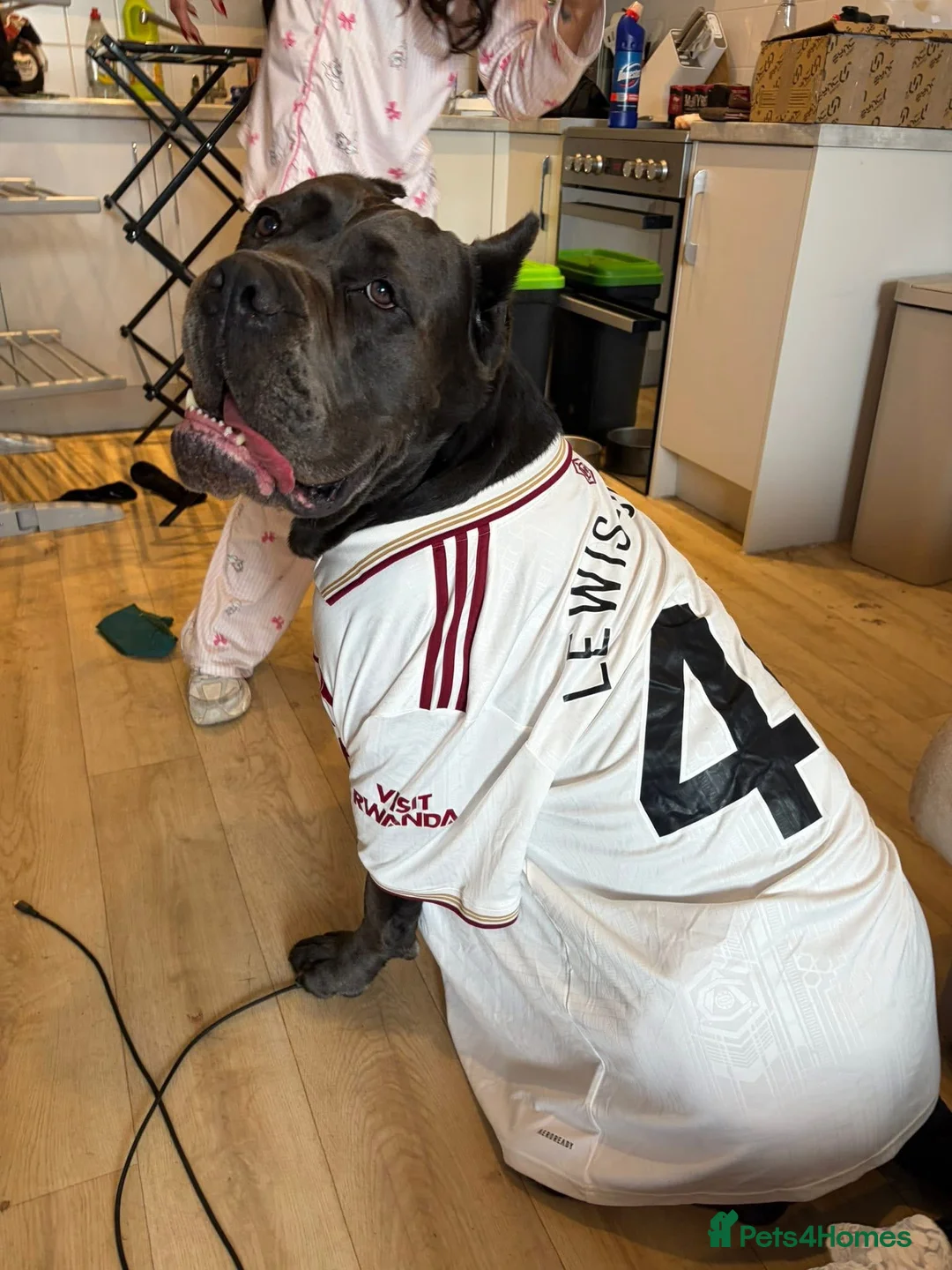 Cane Corso dogs for stud: Genuine Cane Corso Top Quality - Advert 14