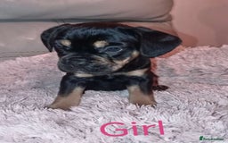Mixed Breed dogs for sale: FROCKERS. (French bulldog cross cocker spaniel) - Image 4