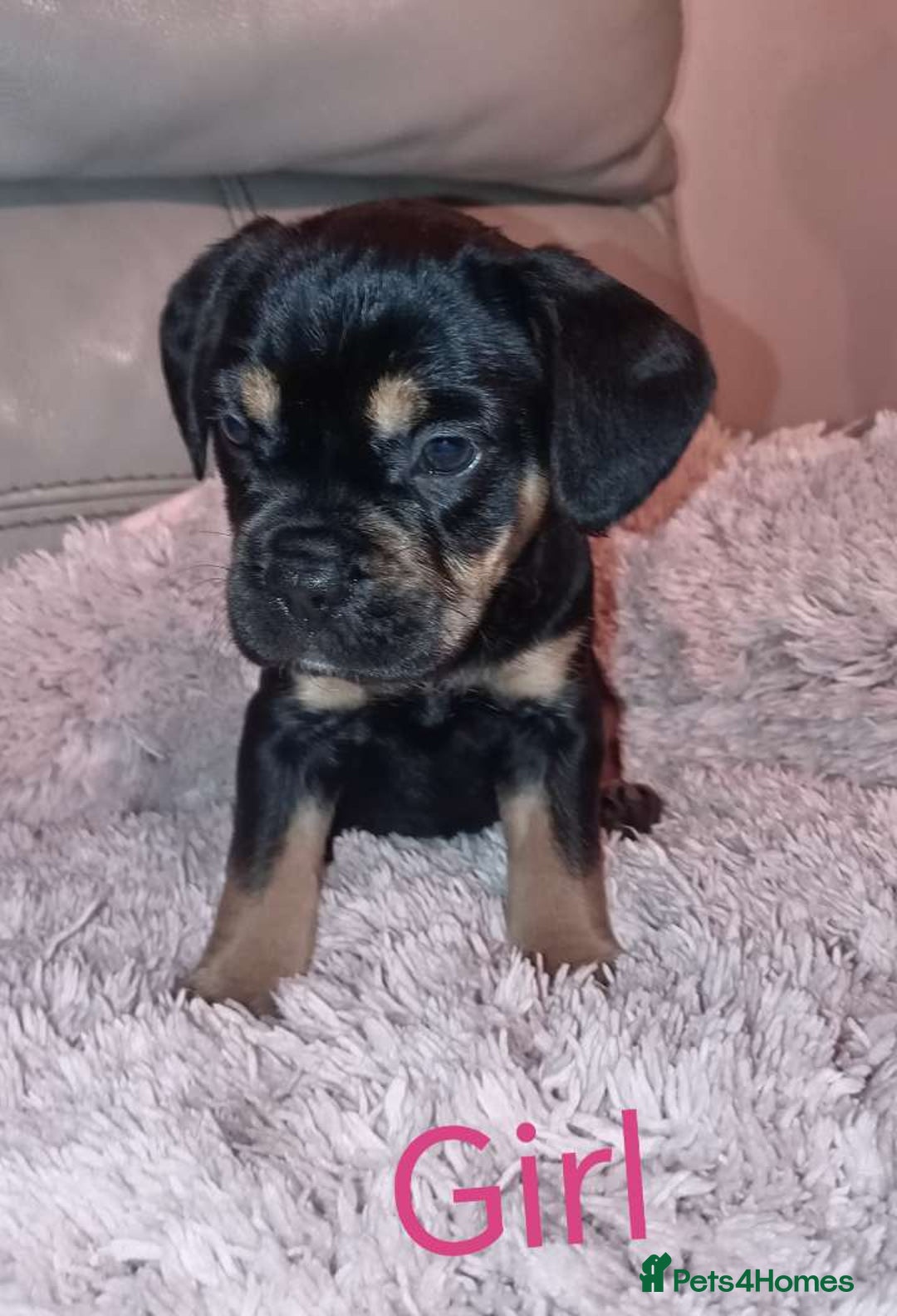 Mixed Breed dogs for sale: FROCKERS. (French bulldog cross cocker spaniel) - Image 4