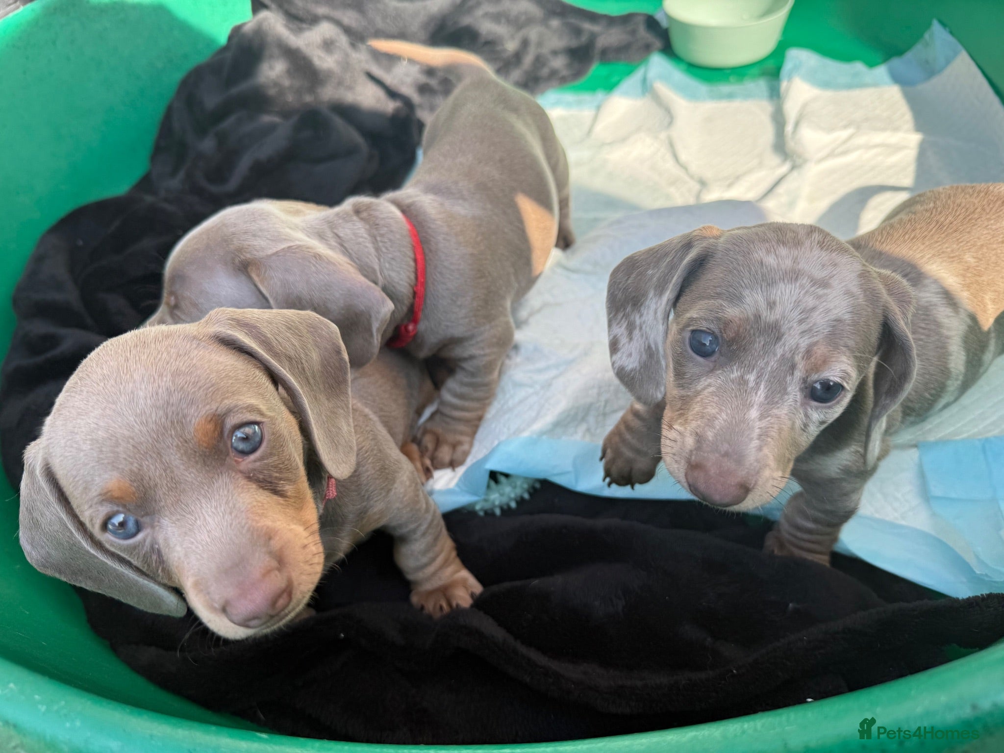 Miniature Dachshund dogs KC registered miniature daschunds  - Advert 15