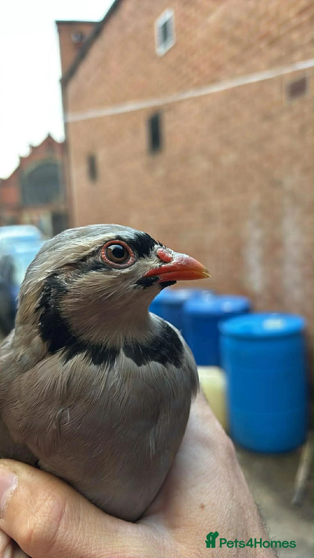 Mixed Breed birds for sale: Chukar partridge for sale  - Advert 2
