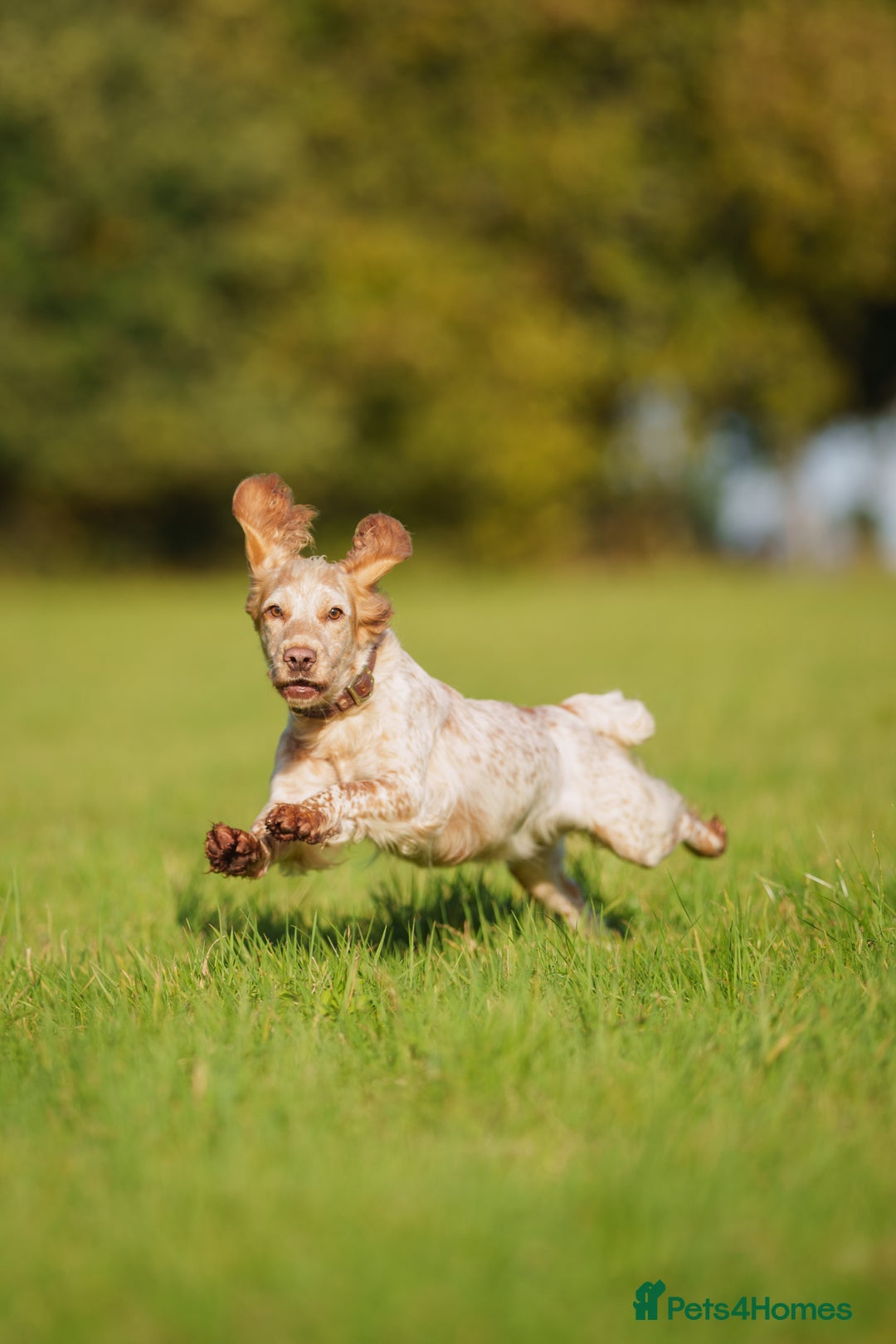 Cocker Spaniel dogs for sale: One black Working Cocker Spaniel female available - Advert 5