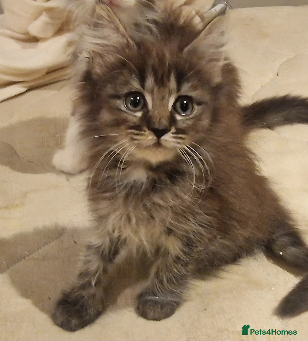 Maine Coon cats for sale: Beautiful Half Maine Coon Kittens - Advert 18