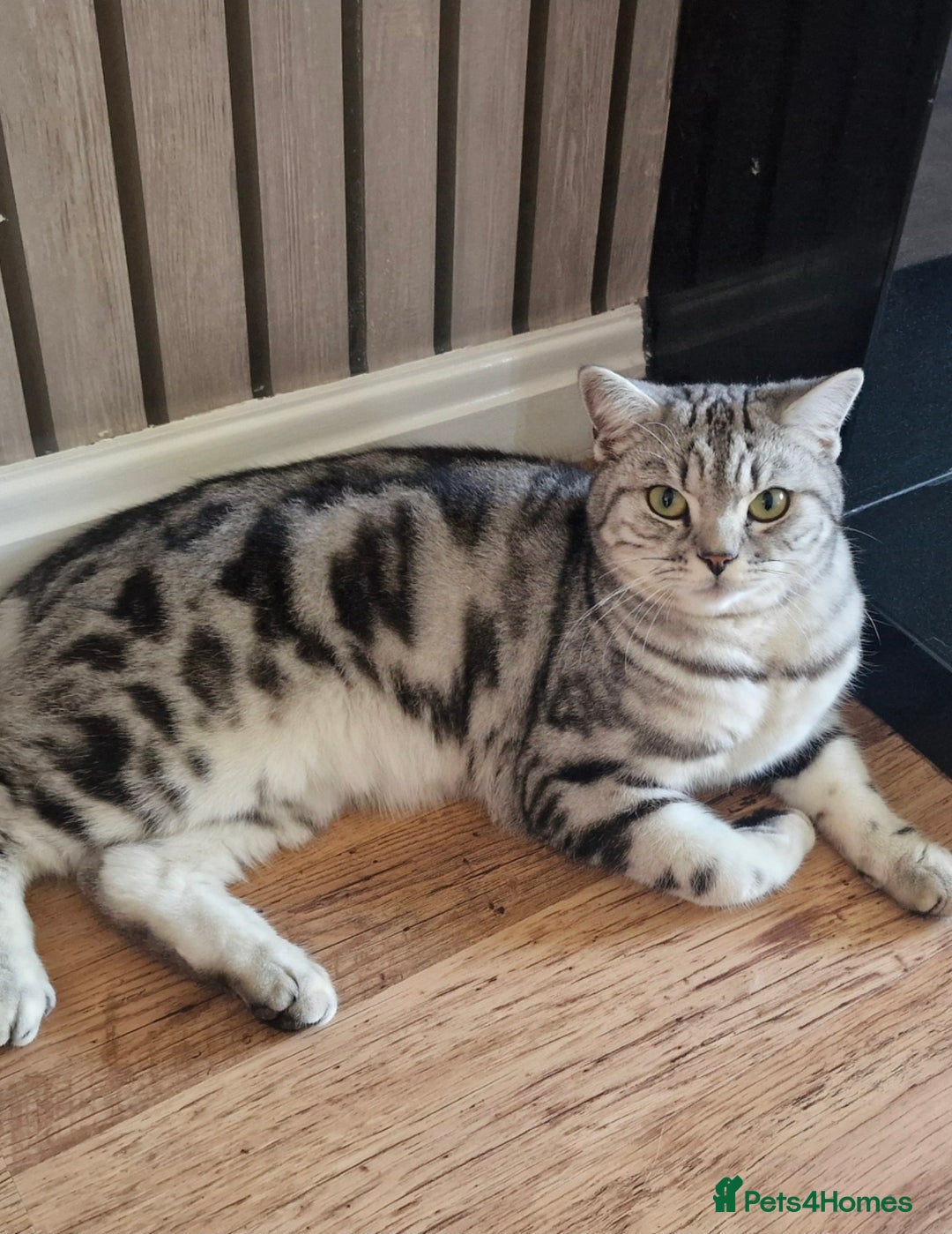 British Shorthair cats for sale: Silver Classic Tabby British Shorthair - Advert 2