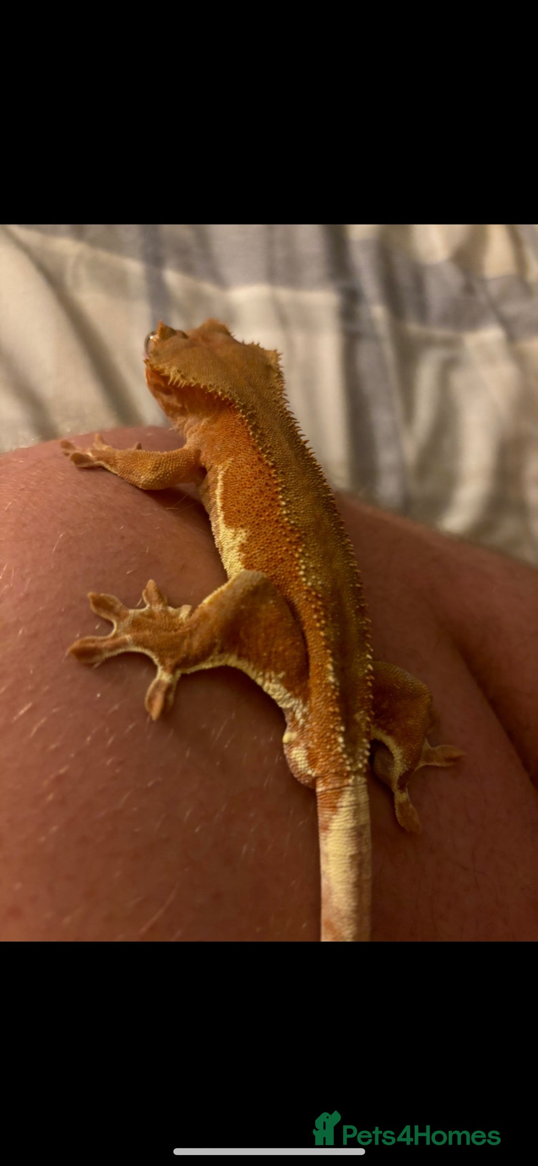 Gecko reptiles for sale: Phantom Red Lilly White  - Image 4