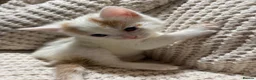 American Shorthair cats for sale: Cuddly Cute Kalic Kittens🐾 - Advert 24