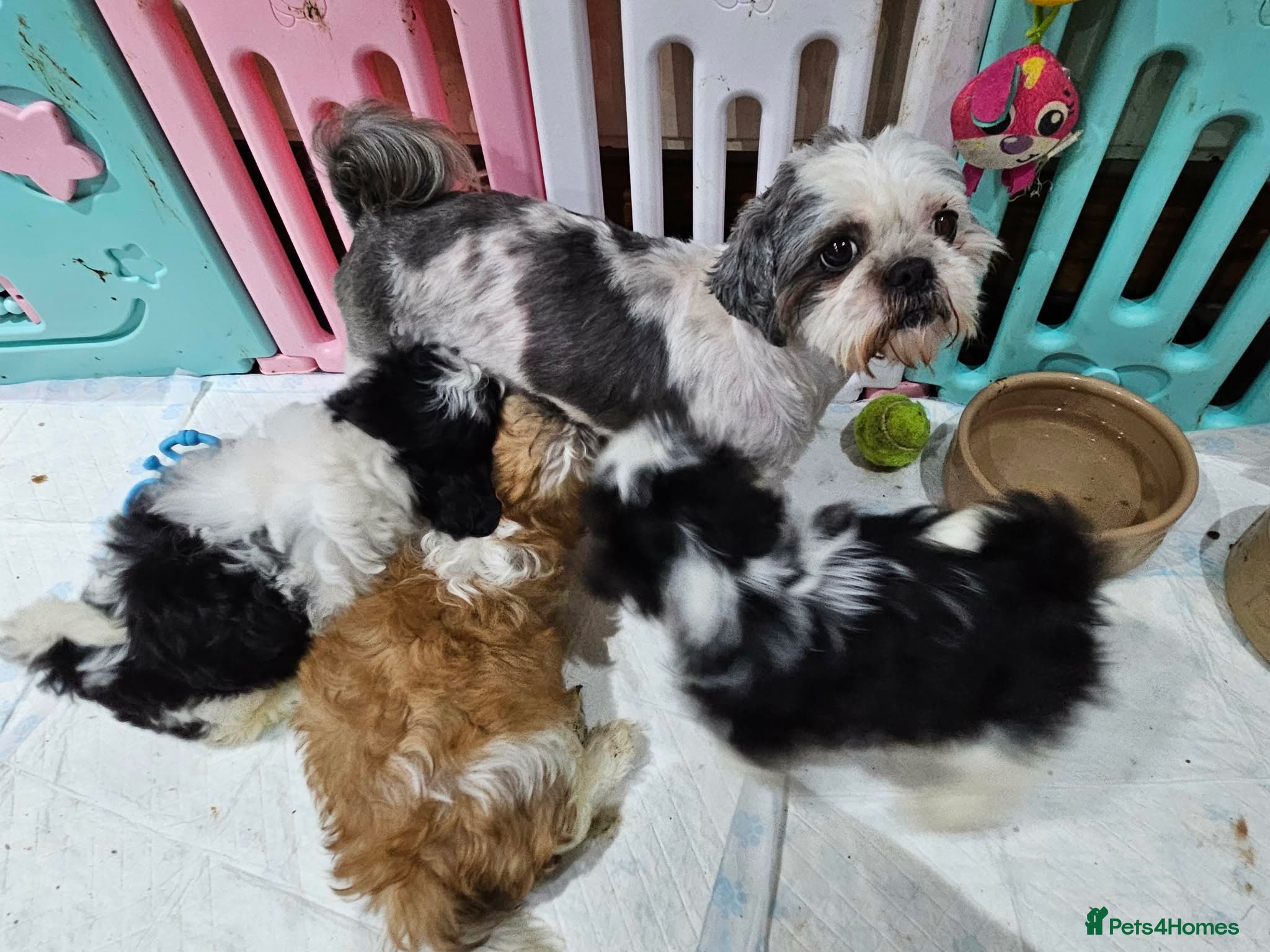 Shih Tzu dogs Shih tzu  in Downpatrick - Advert 9