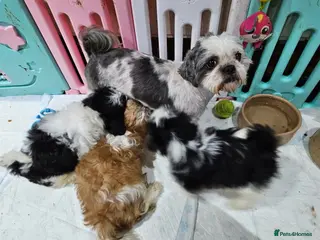 Shih Tzu dogs Shih tzu in Downpatrick - Advert 18