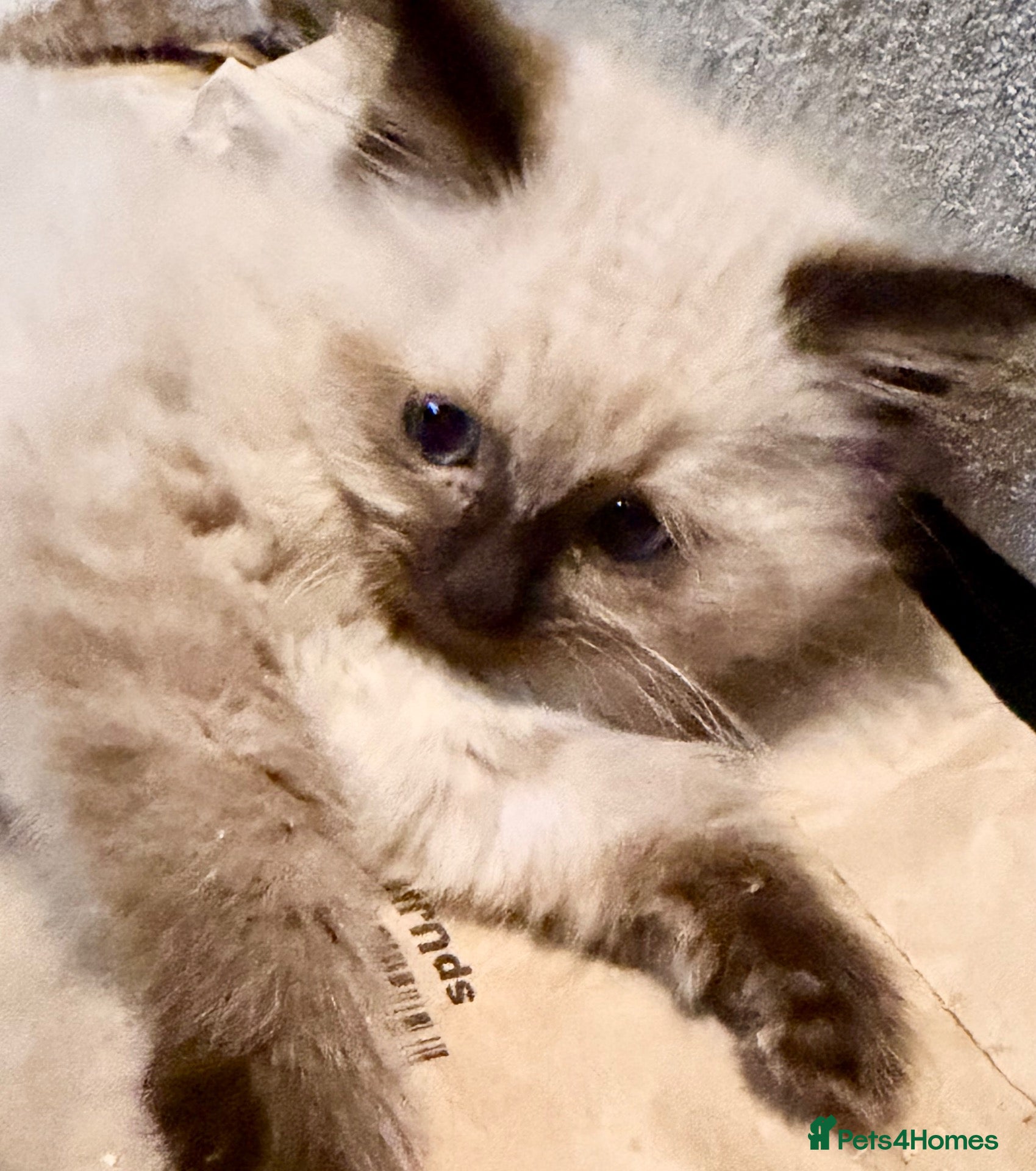 Ragdoll cats Cherubim Ragdoll - Advert 2