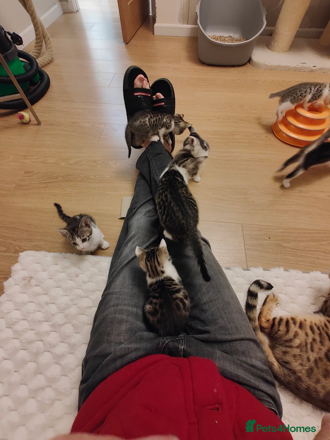 Mixed Breed cats for sale: Litter of 4 stunning mix Bengals kittens - Advert 2