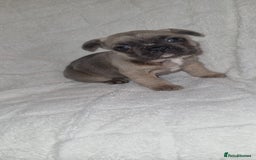 French Bulldog dogs for sale: 4 Gorgeous frenchies  - Advert 4