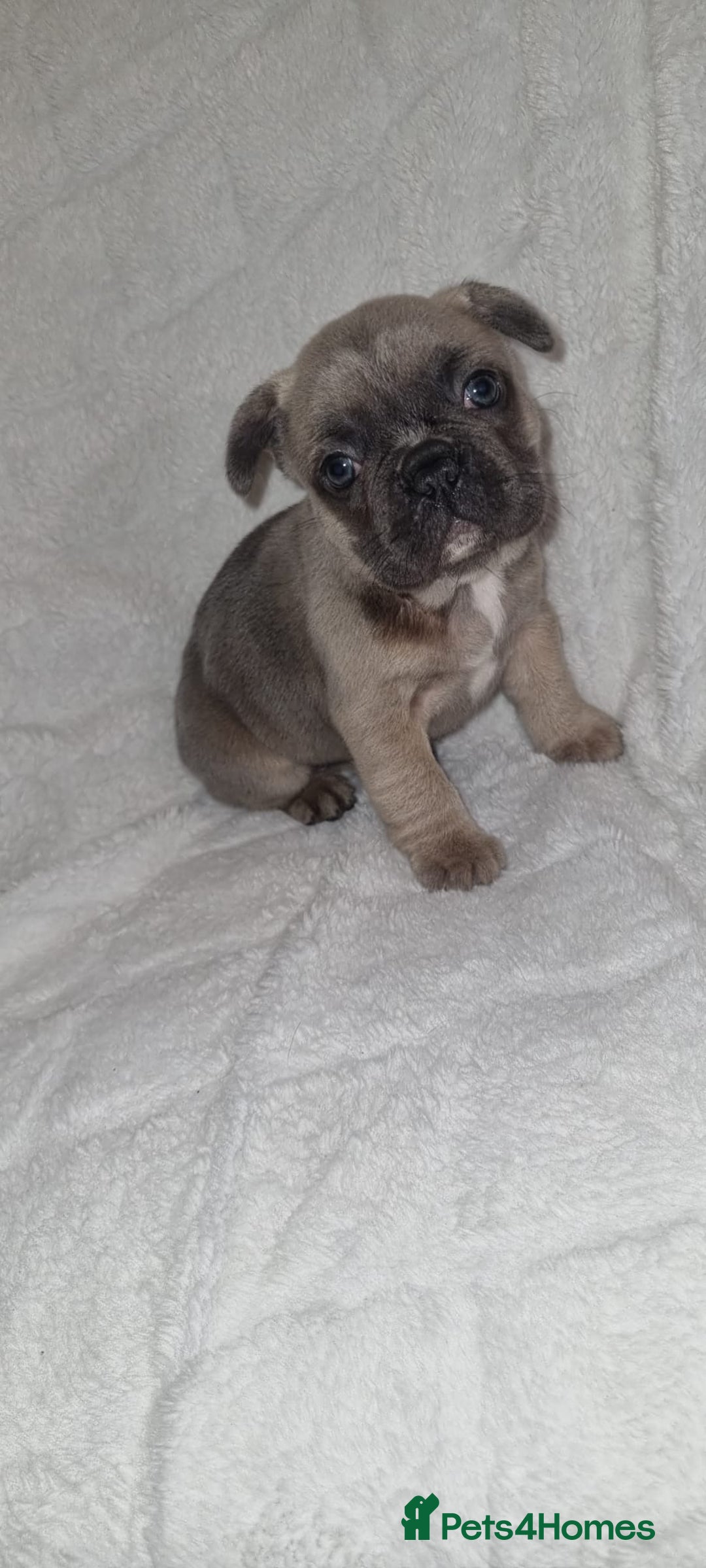 French Bulldog dogs for sale: 4 Gorgeous frenchies  - Advert 4