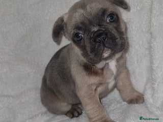 French Bulldog dogs 4 Gorgeous frenchies - Advert 3