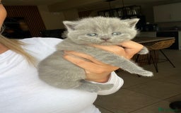 British Shorthair cats for sale: beautiful british shorthair kittens  - Image 1