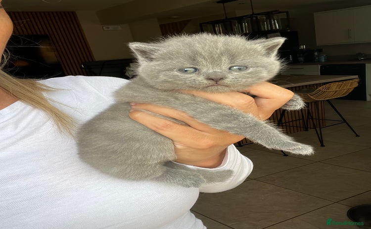 British Shorthair cats - Advert 7