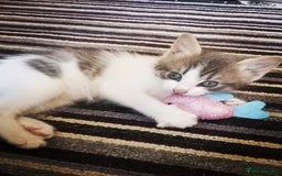 Mixed Breed cats for sale: 3 beautiful kittens available - Image 28